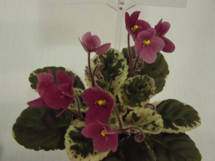 Macs_Coral_Carousel_2005avsa - violete de pe net