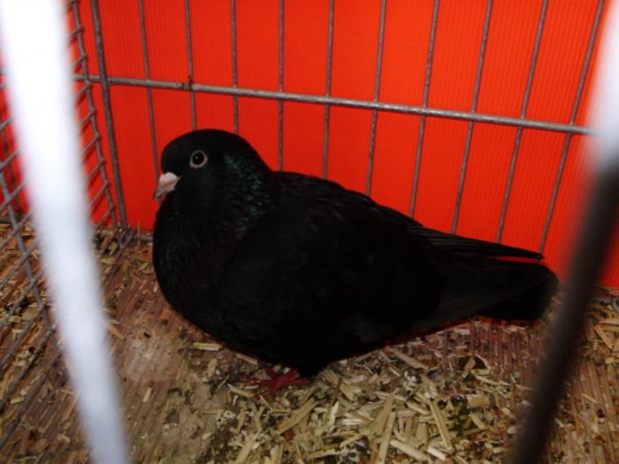 00748 arab 0 - 1505 partea 5