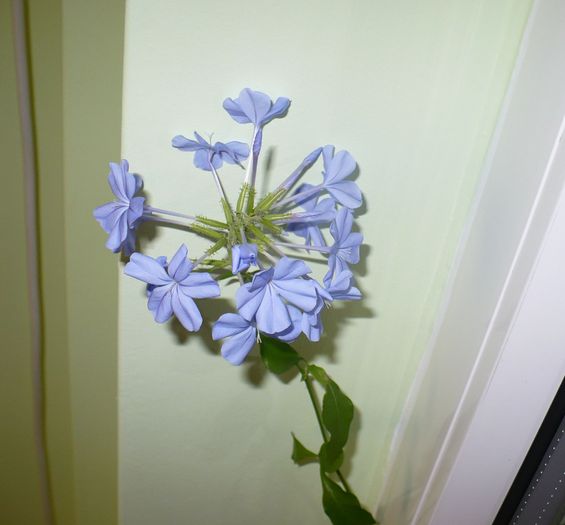 inflorita la 13 nov - PLUMBAGO