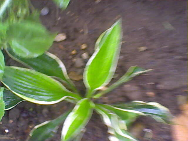 hosta