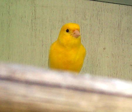 canary - canari
