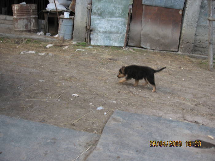 IMG_6909 - poze noi 26-04-2009