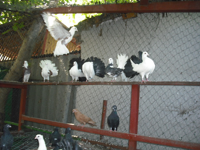 Picture 061 - Porumbei albi coada neagra si rosie