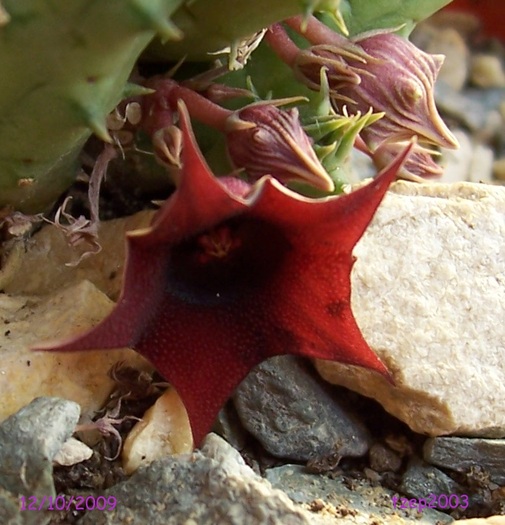 floare huernia rubra - Suculente