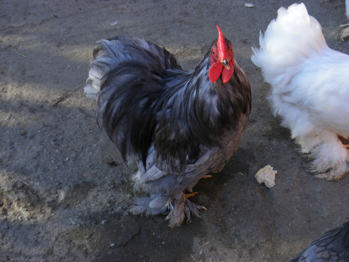 Pui Cenusiu - Cochinchina mici