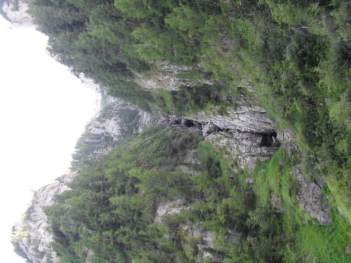 SDC10125 - Valea Caraiman-Bucegi
