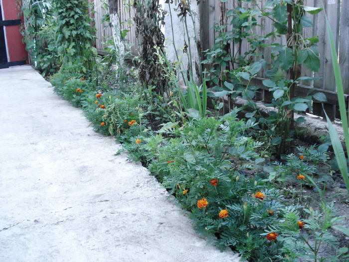 DSC09491