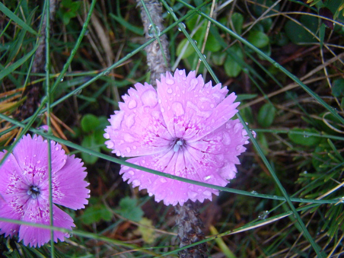 DSC04068 - Piatra Craiului August 2009 Valea Crapaturii