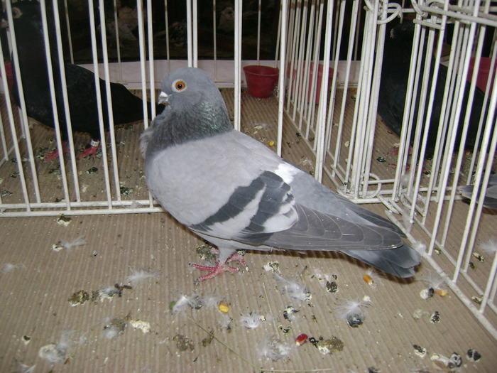 DSC07828 - Expozitie BIstrita 20 12 2009