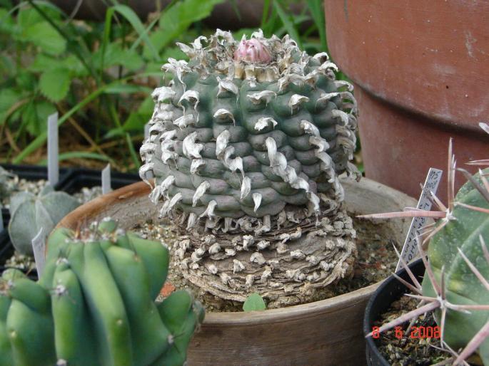 Lophophora williamsii