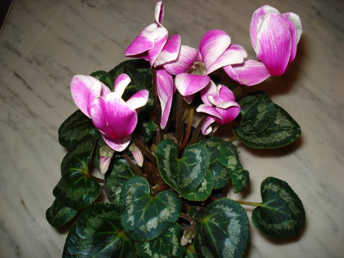 cyclamen - FLORI 2009-2010