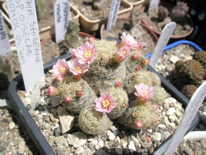 Mammillaria schideana ssp. giselae - 29.04