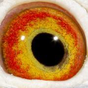 QTKHFZNUFZRLHPCEZUD - OCHII PORUMBEILOR