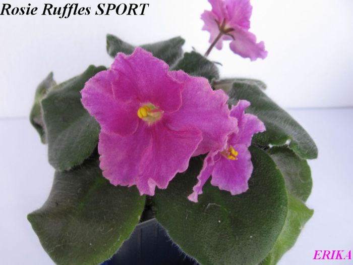Rosie Ruffles SPORT 2009 jun 4 - Violete de colectie