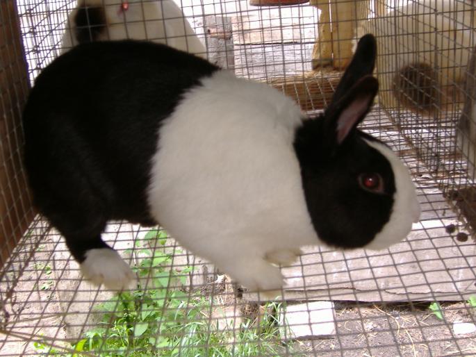 Mascul Olandez - My rabbits