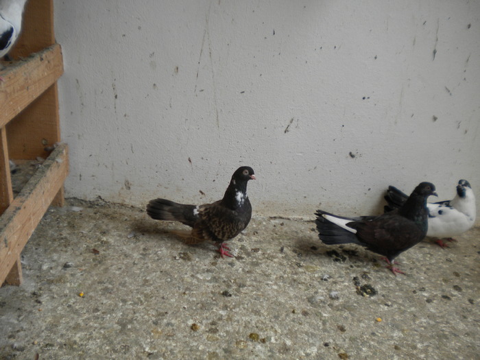 Picture 179 - Raicu 1