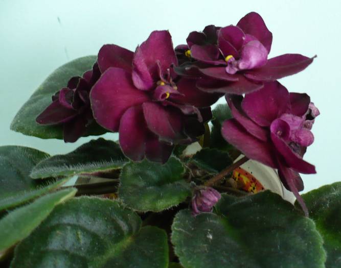 P1120750 - Saintpaulia - violete de camera