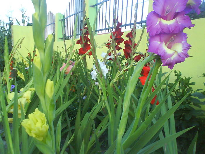 DSC00543 - gladiole 50 culori- bulbii de vanzare