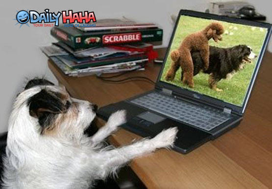doggy_porn