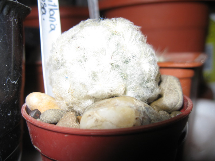 Mammillaria plumosa