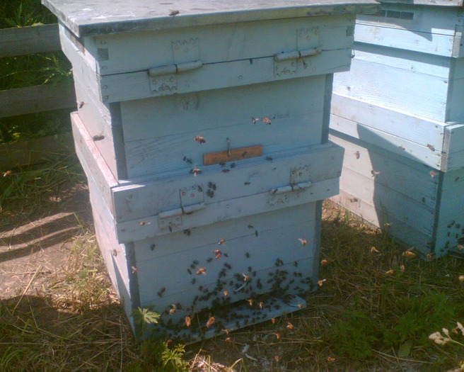 Picture 011 - apicultura