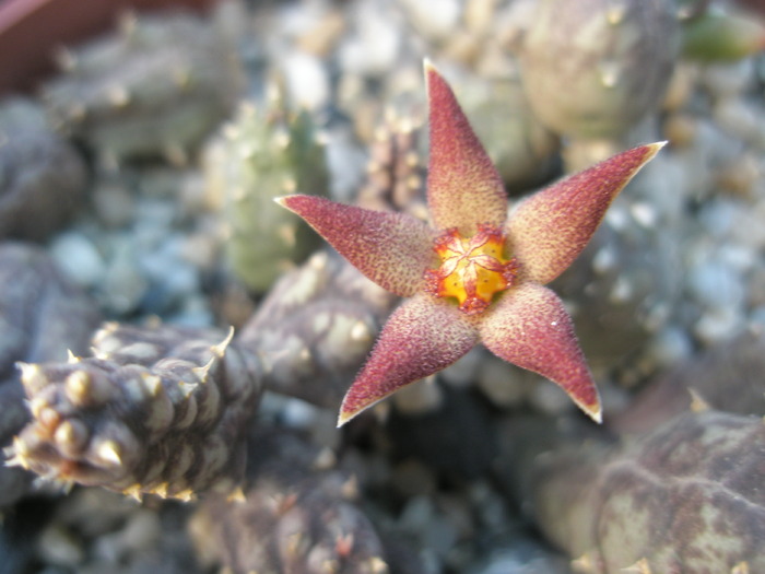 Piaranthus foetidus (gresit cornutus) - floare - Asclepidiacee 2009