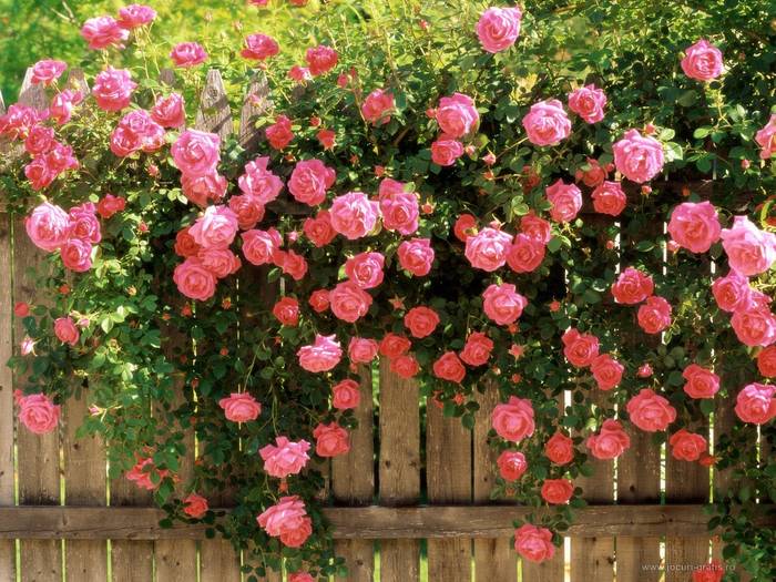 ROSES  PINK 2 - Roses wall