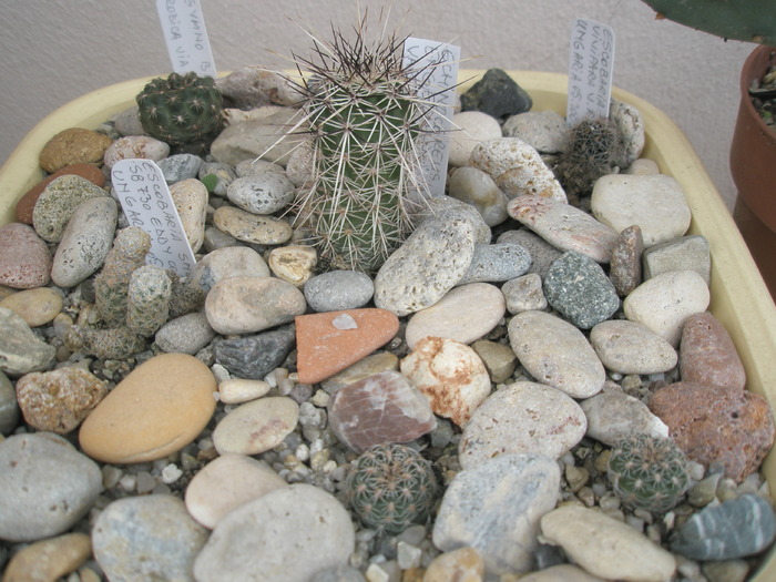 cactusi de exterior - 31.10 - plante de exterior - 2009 - 2010
