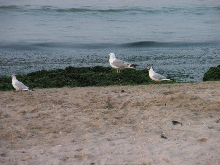 pescarusi - Mangalia - 17-19 iulie 2009