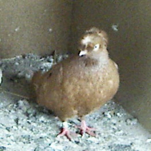 Pale dP(palid)(Jucator de Calarasi, probabil pale) - Culorile Porumbeilor NET