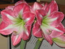 th_IMG_0586 - colectie hippeastrum