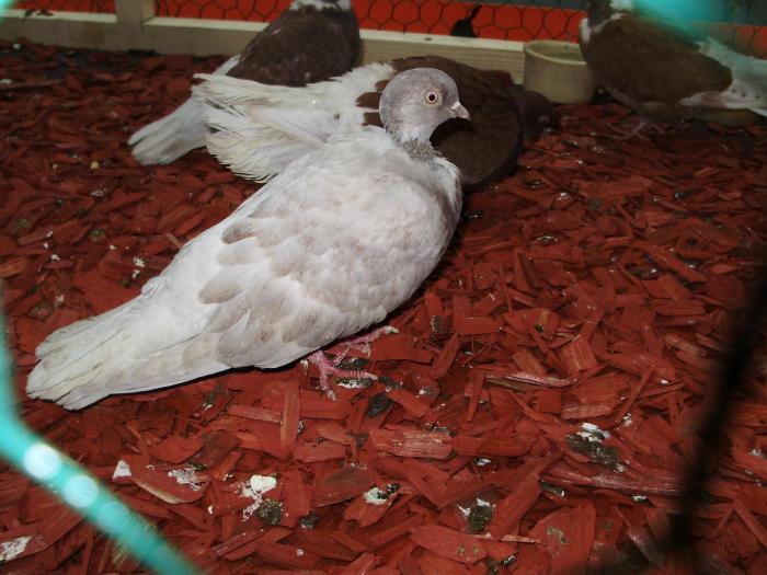 gol 4 - 1506 2 porumbei rz