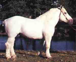 Percheron_horse-1 - poze cai