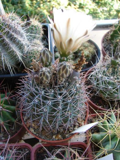 DSC00911 - Cactusi la Mangalia