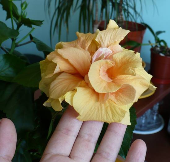 P1140202