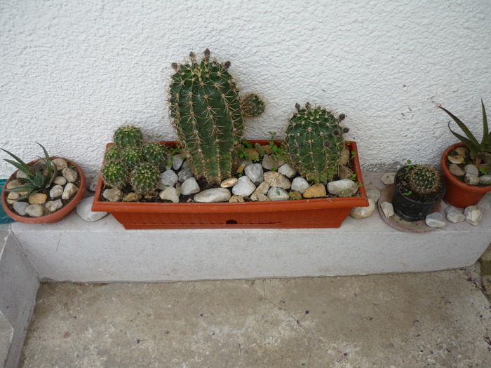 P1000250; cactusi

