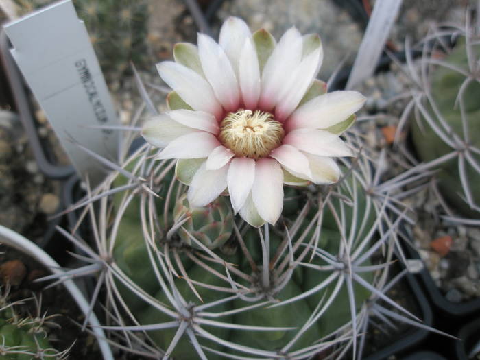 Gymnocalycium sp. de la Ideea Cactus - 14.07 - flori in ziua de 14-07-2009