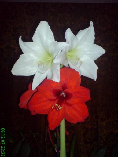 Amarilis rosu si alb - Flori