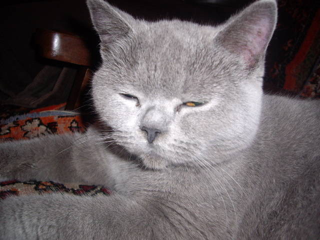 British - animalele familiei