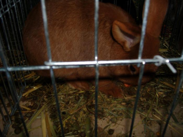 DISZNOVAGAS KEPEK 251