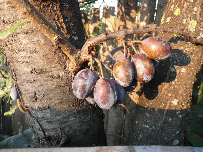 P1010109 - Gradina flori