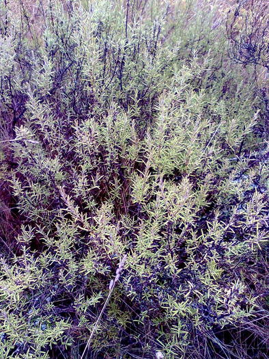 Imagine1384 - ApiMondia