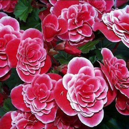 begonia - Begonie