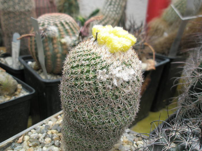 P6010075 - plantele lui George Nitu