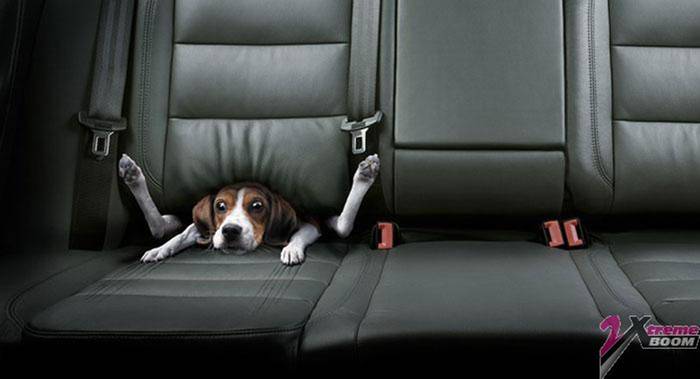 iiii - poze cu animalute