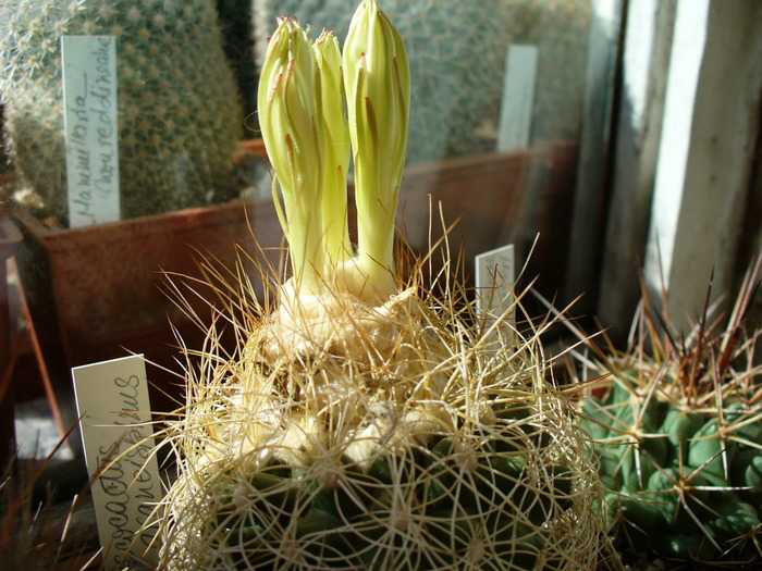 discocactus_araneispinus_boboci_1 - genul Discocactus