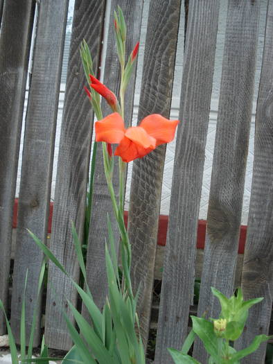 gladiola - FLORILE MELE