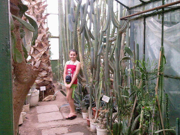 printre cactusi
