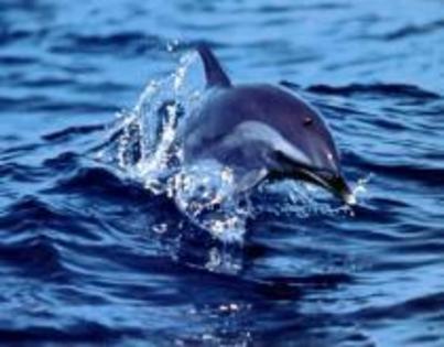 HONJUSFINFGIIIBMOTL - delfini