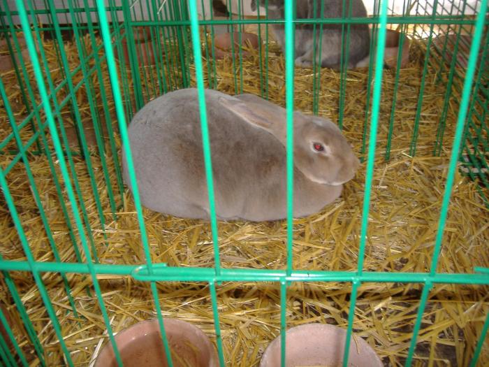 Nitra 06.12.2008 124